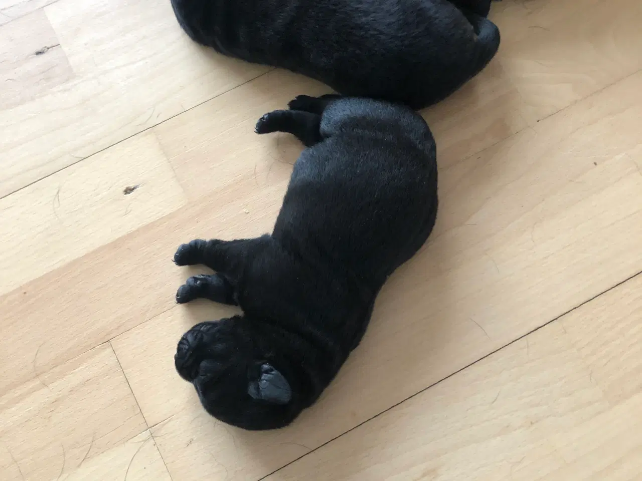 Billede 5 - 5 Perfekte søde små Labrador hvalpe