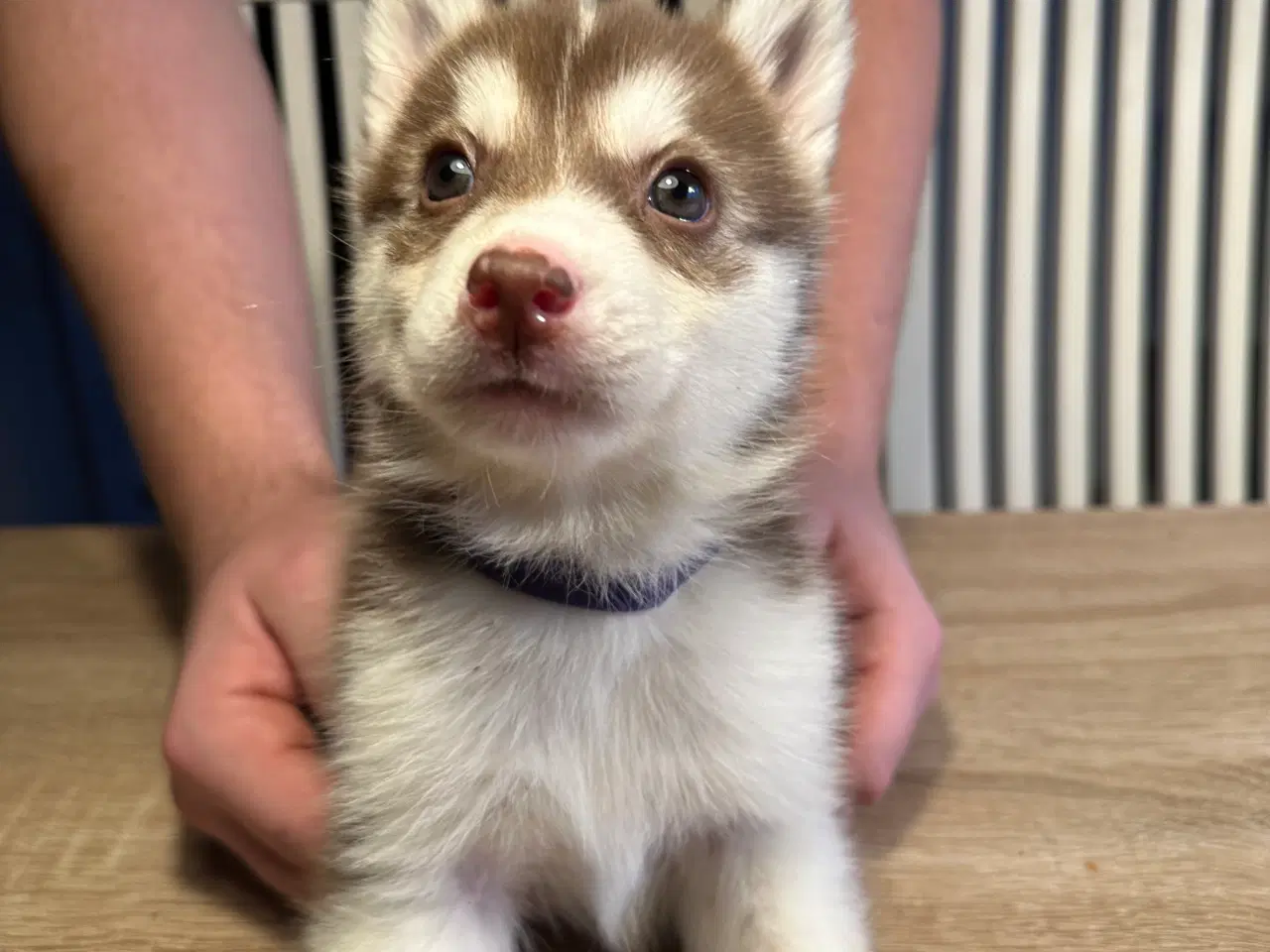 Billede 1 - Lækre husky hvalpe 6 uger