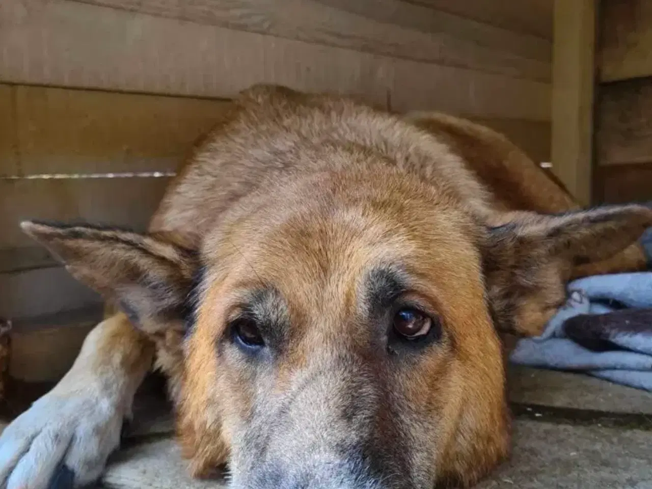 Billede 3 - Sara søger sit otium! 🩷