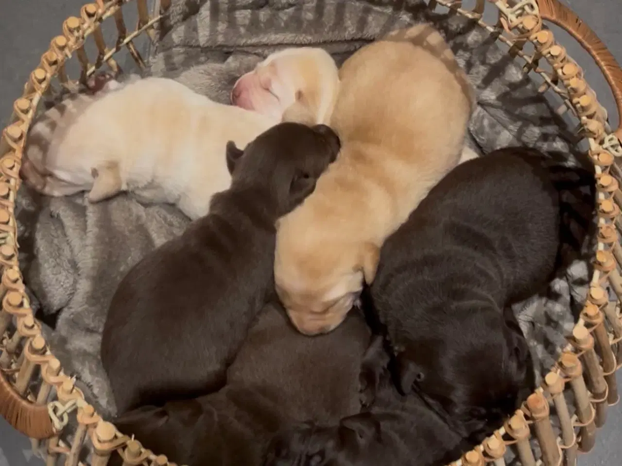 Billede 2 - 7 labrador hvalpe søger nye familier