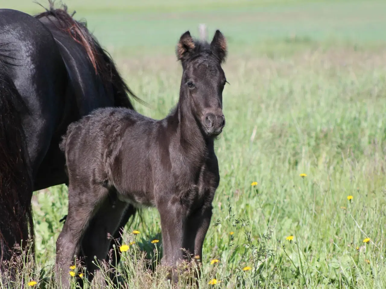 Billede 1 - Fell pony hingsteføl fra 2023 