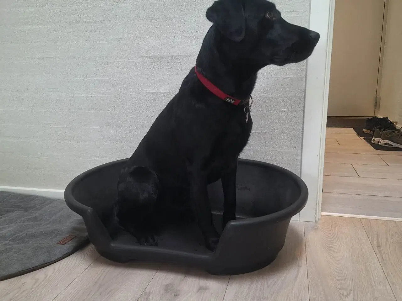 Billede 5 - Hundekurv, hård plastik 