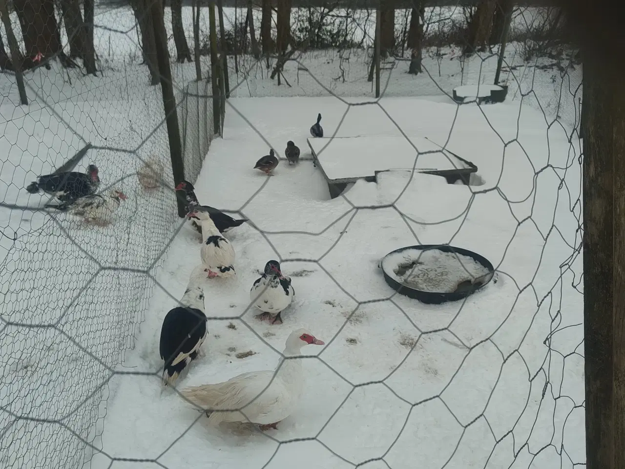 Billede 4 - Moskus ænder sælges 