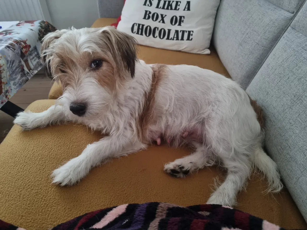 Billede 7 - Jack russell terrier/ Malteser 