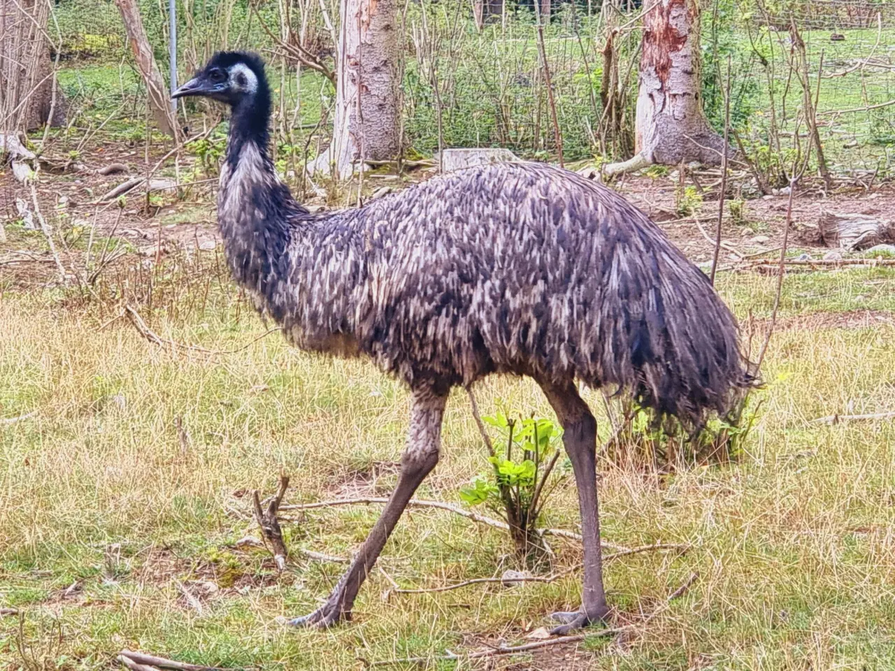 Billede 1 - Emu han sælges 