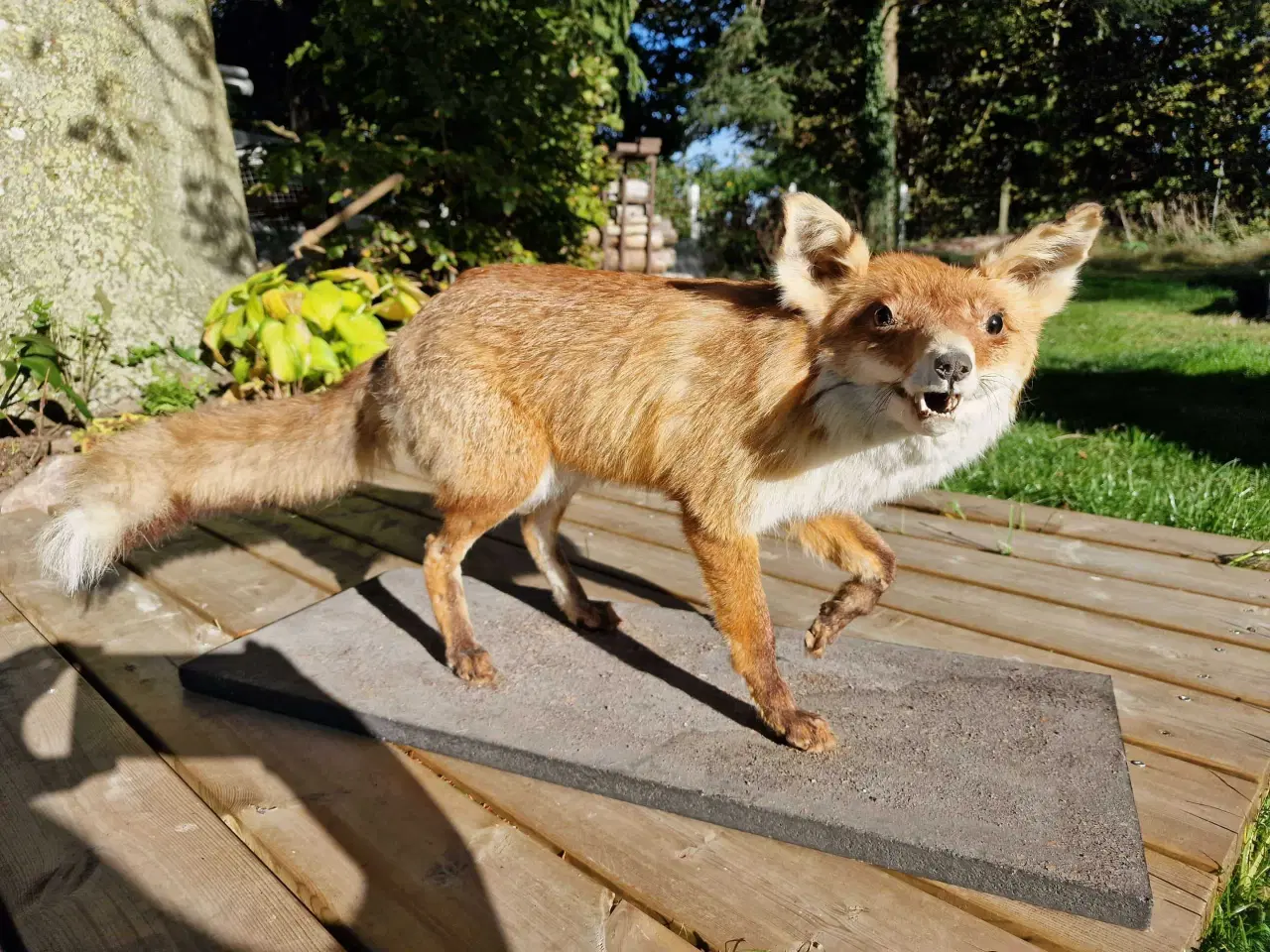 Billede 1 - Flot udstoppet ræv sælges