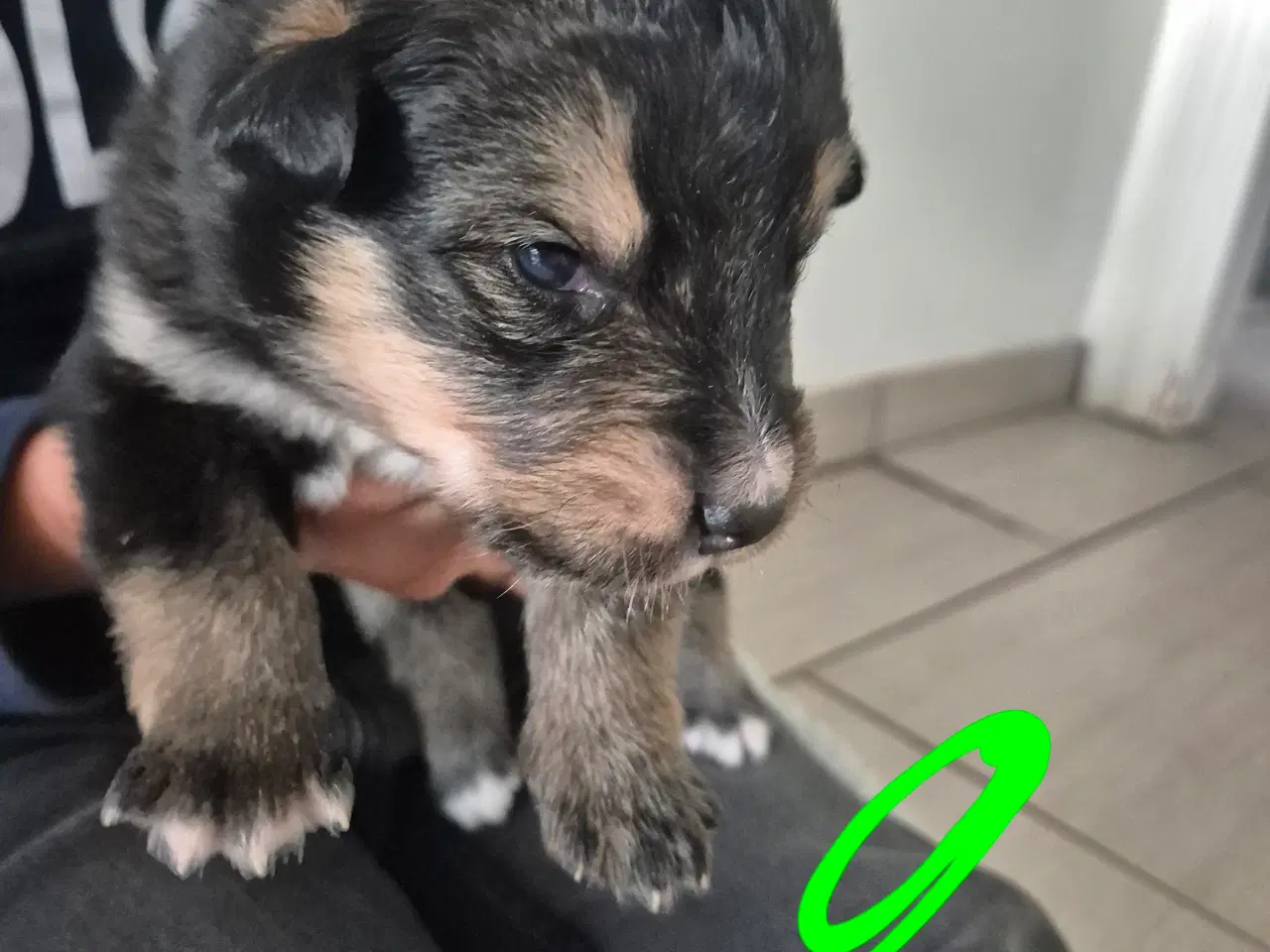 Billede 8 - Blanding hunde hvalpe 