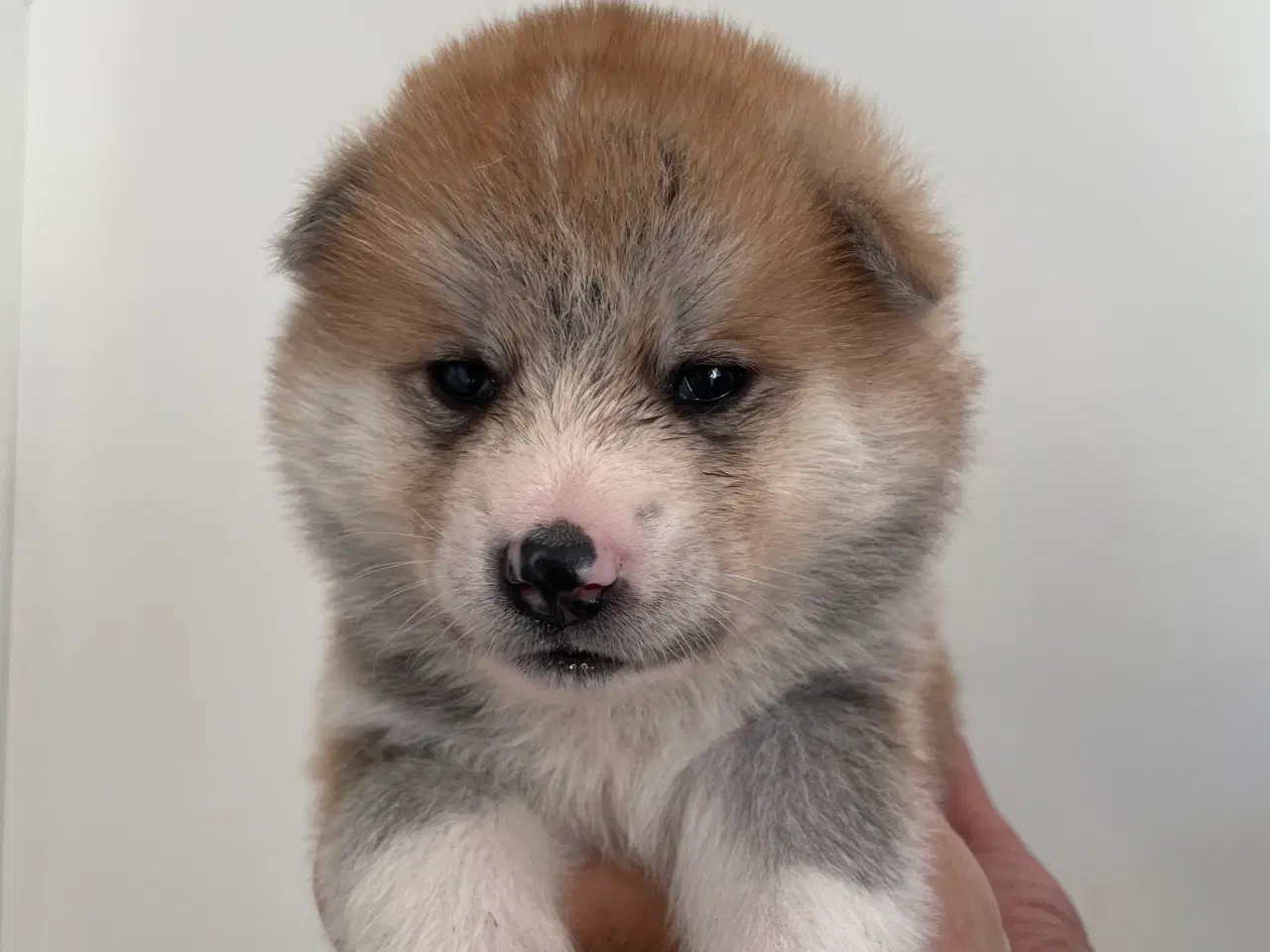 Billede 16 - Akita Inu hvalpe