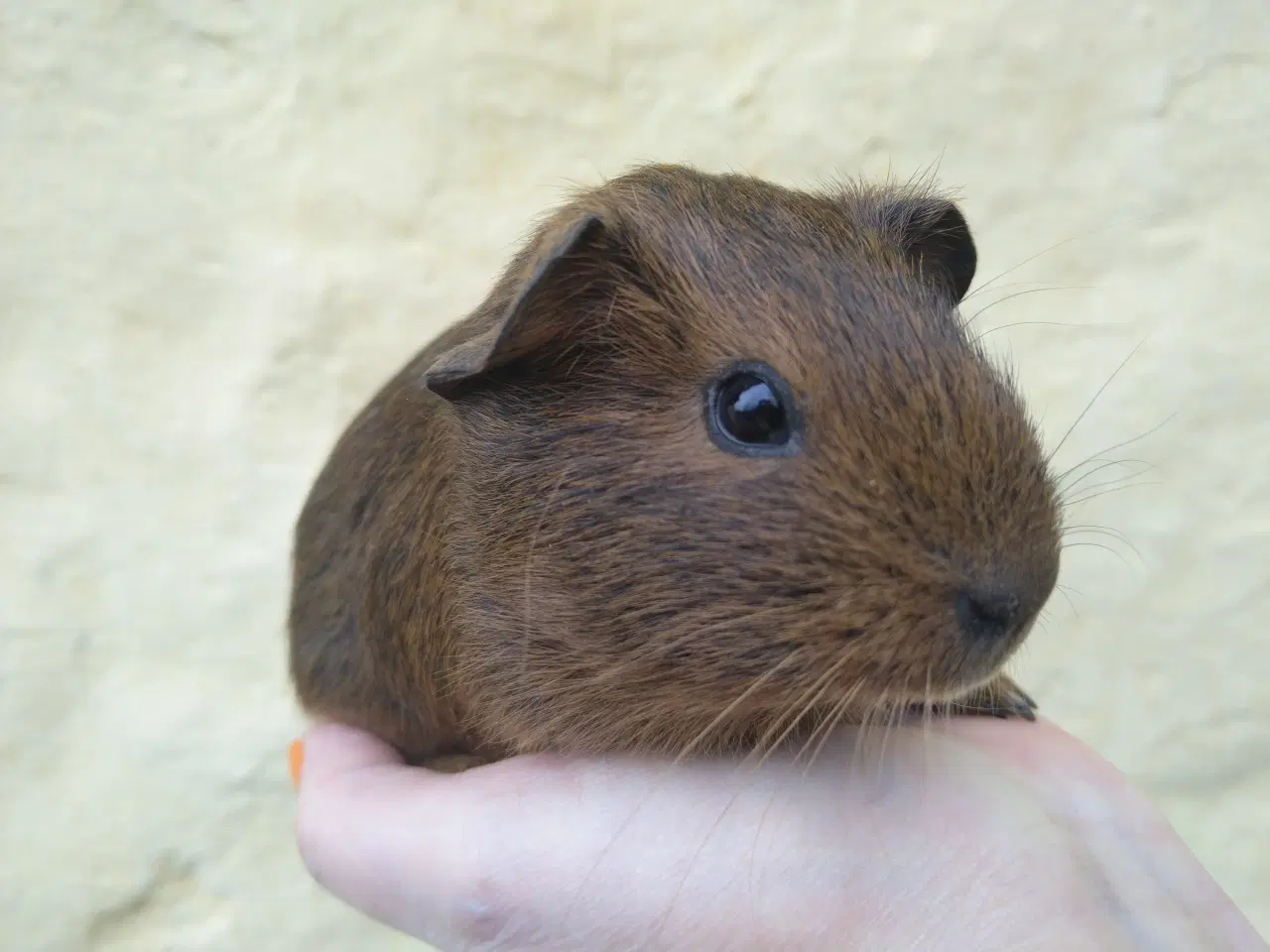 Billede 4 - 2 søstre