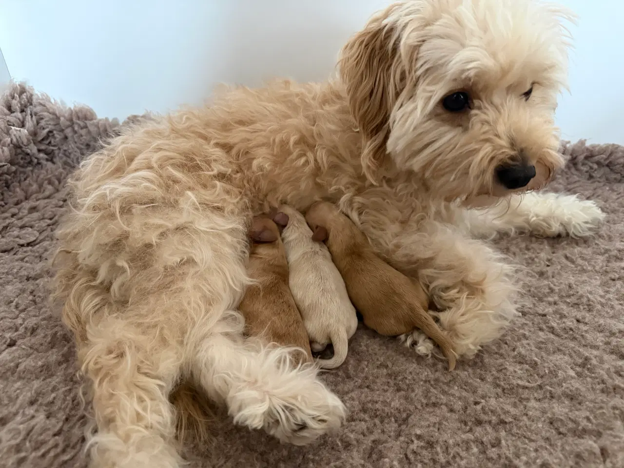 Billede 6 - 🤎 Skønneste Havapoo F1b hvalpe søger nye kærlige 