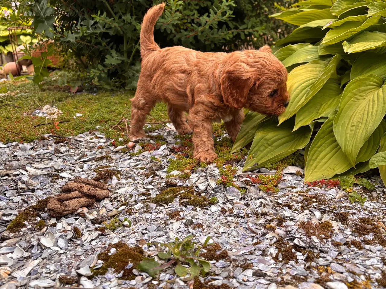 Billede 5 - Helt uimodståelige Cavapoo hvalpe 