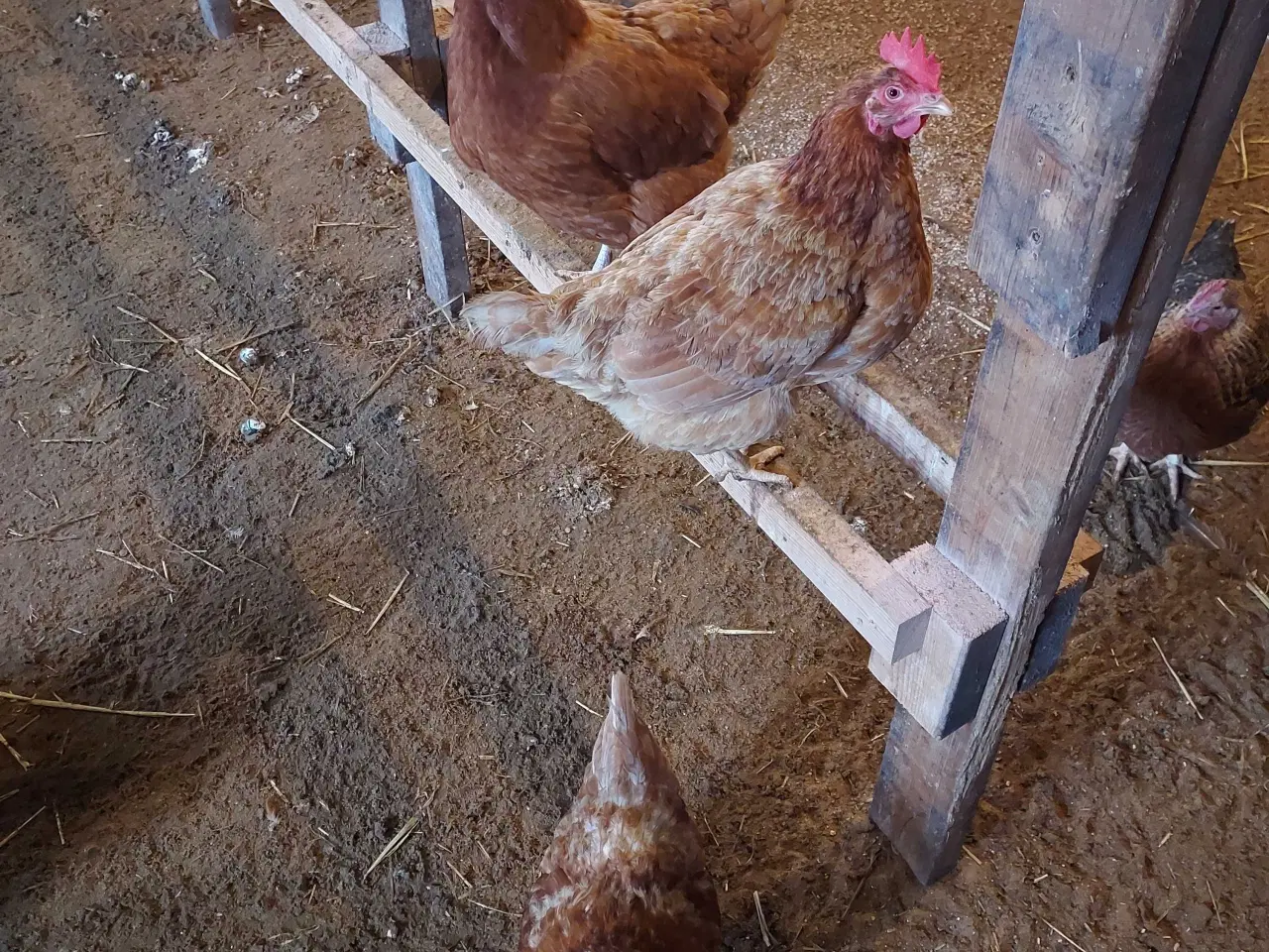 Billede 2 - Isa brown