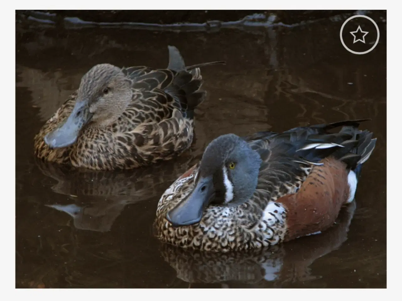 Billede 1 - New Zealand skeandrik 