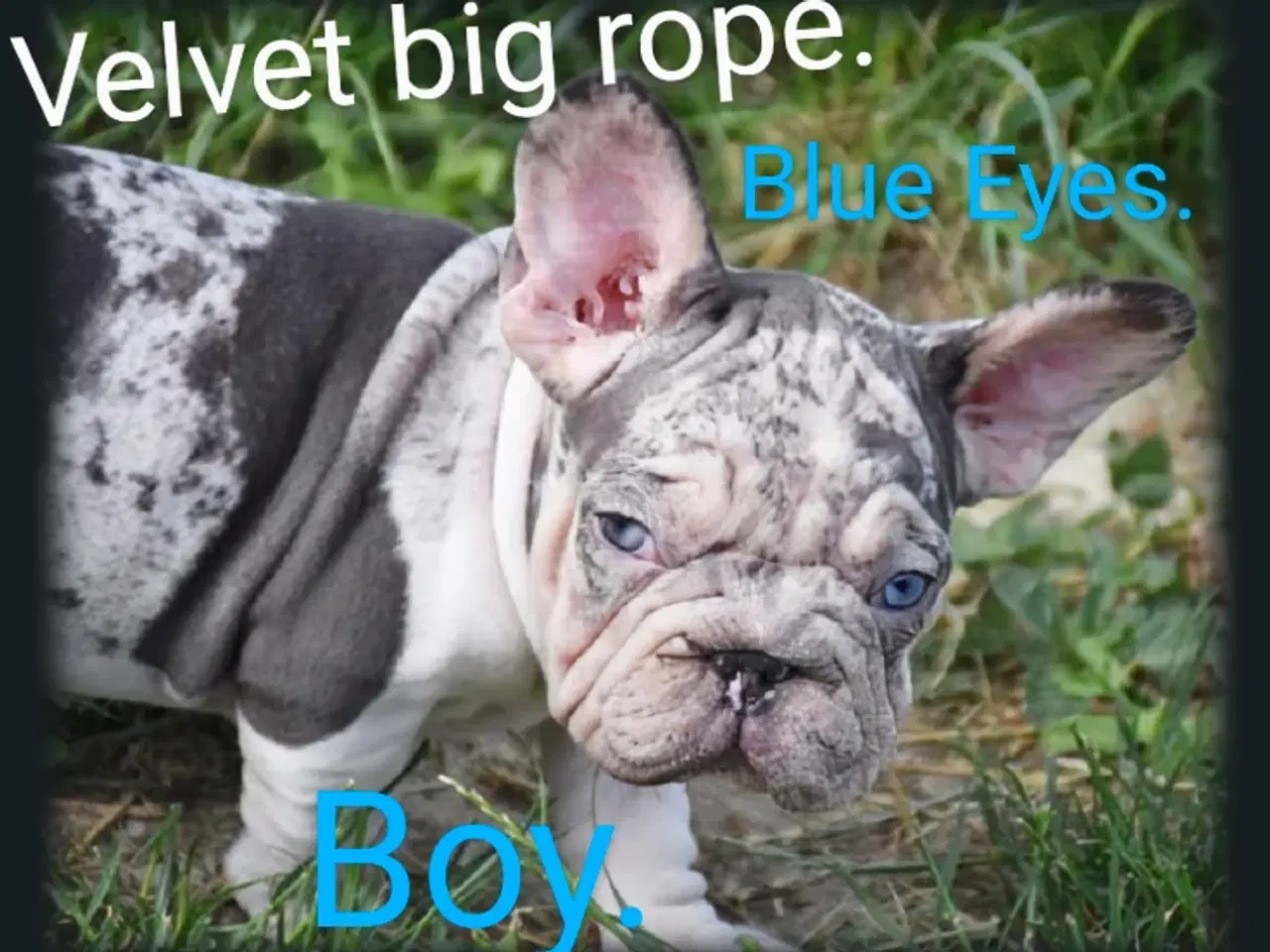 Billede 4 - Fransk bulldog 