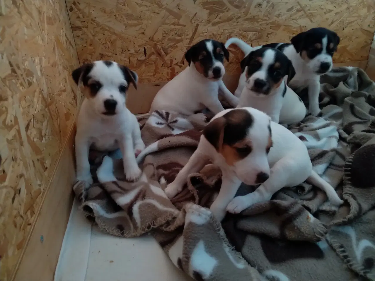 Billede 1 - Jack Russell hvalpe 