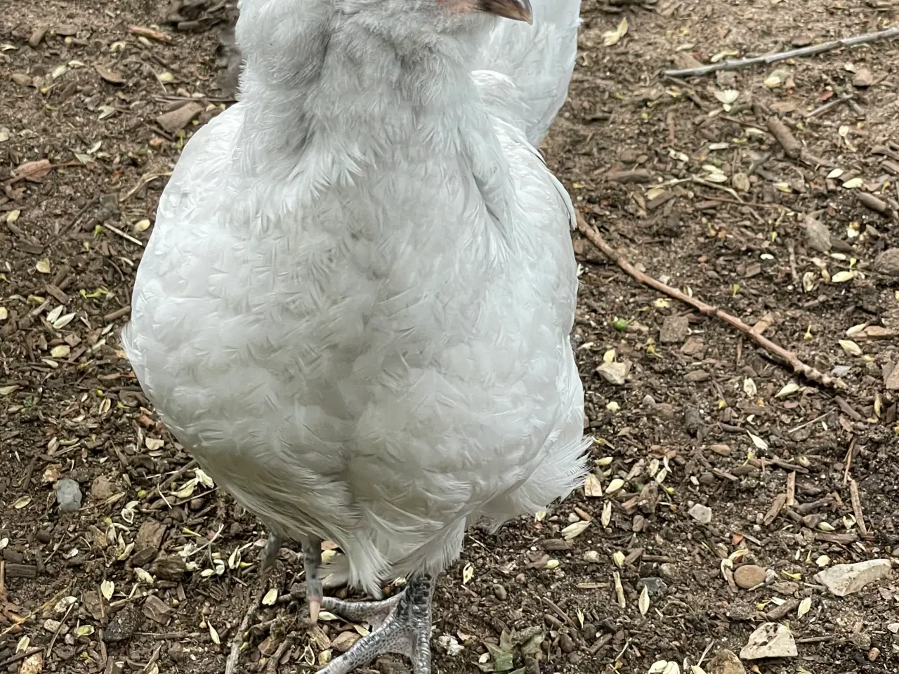 Billede 3 - Engelsk Araucana hanekyllinger