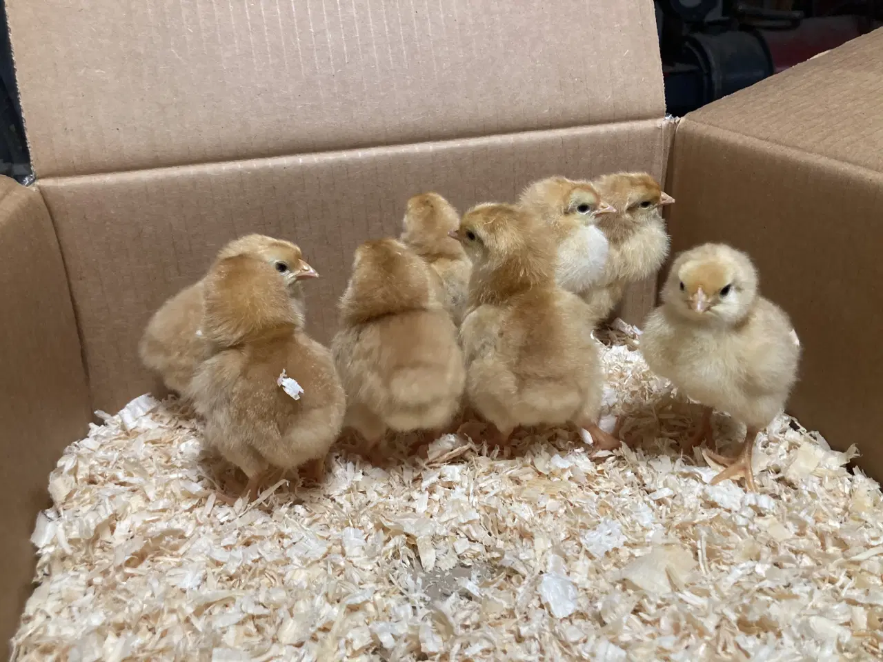 Billede 4 - Kyllinger fra race høns