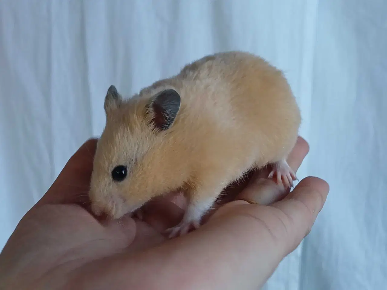 Billede 17 - Guldhamster unger