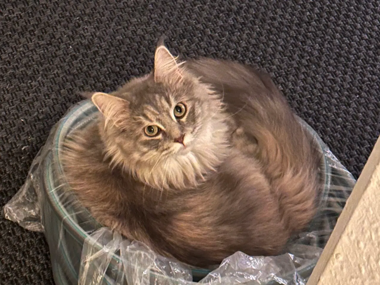 Billede 7 - Smukke og kærlige Nova søger nyt, roligt hjem 🐾