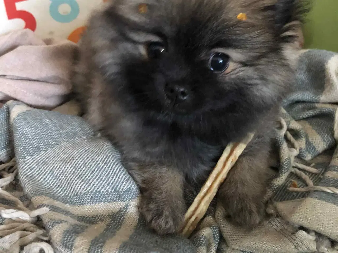 Billede 1 - pomeranian valp mini