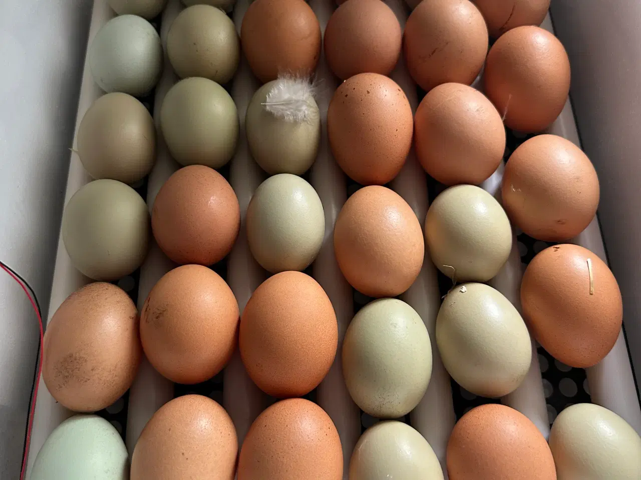 Billede 1 - Rugeæg 5 kr 