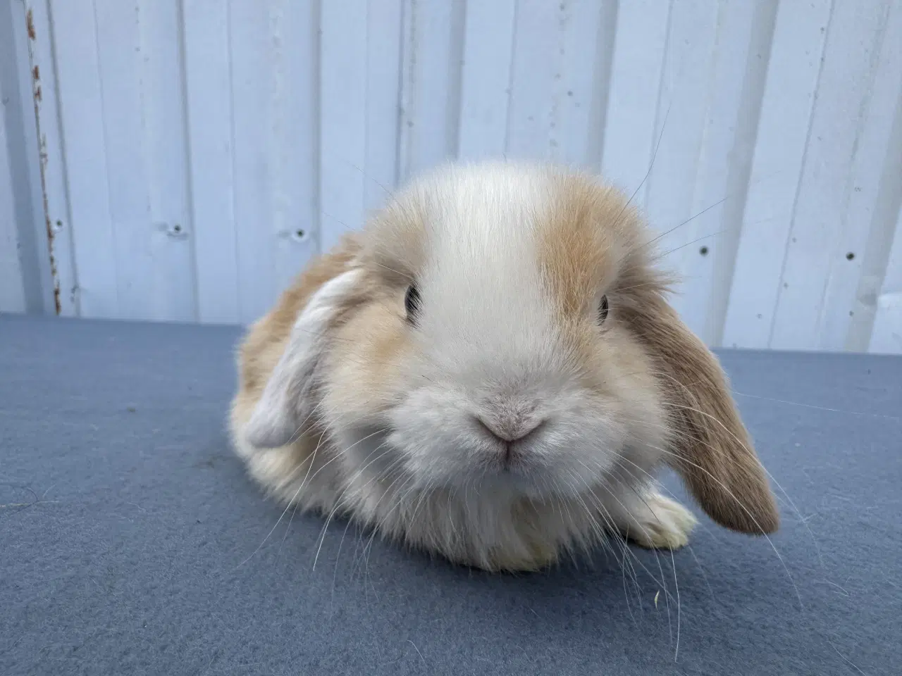 Billede 1 - Dværgvædder/Mini lop hankanin