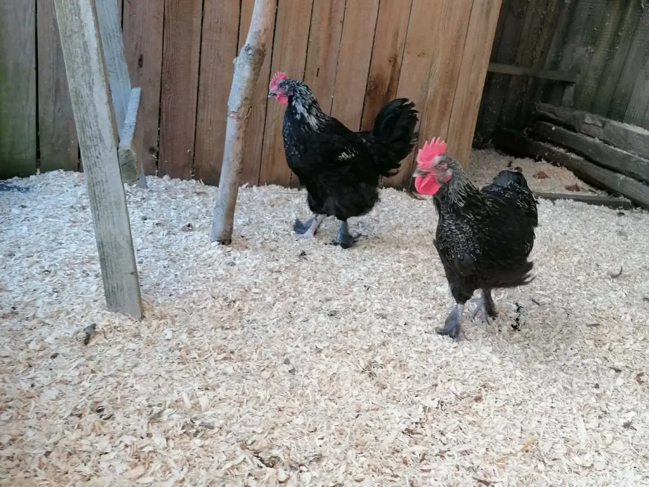 Billede 3 - Sort sølv Maran haner 