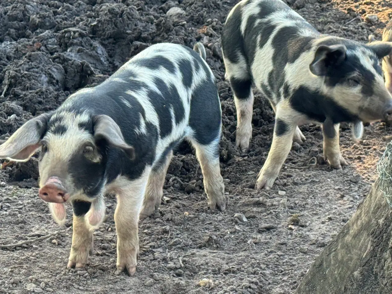 Billede 2 - Sort brogede landrace grise 