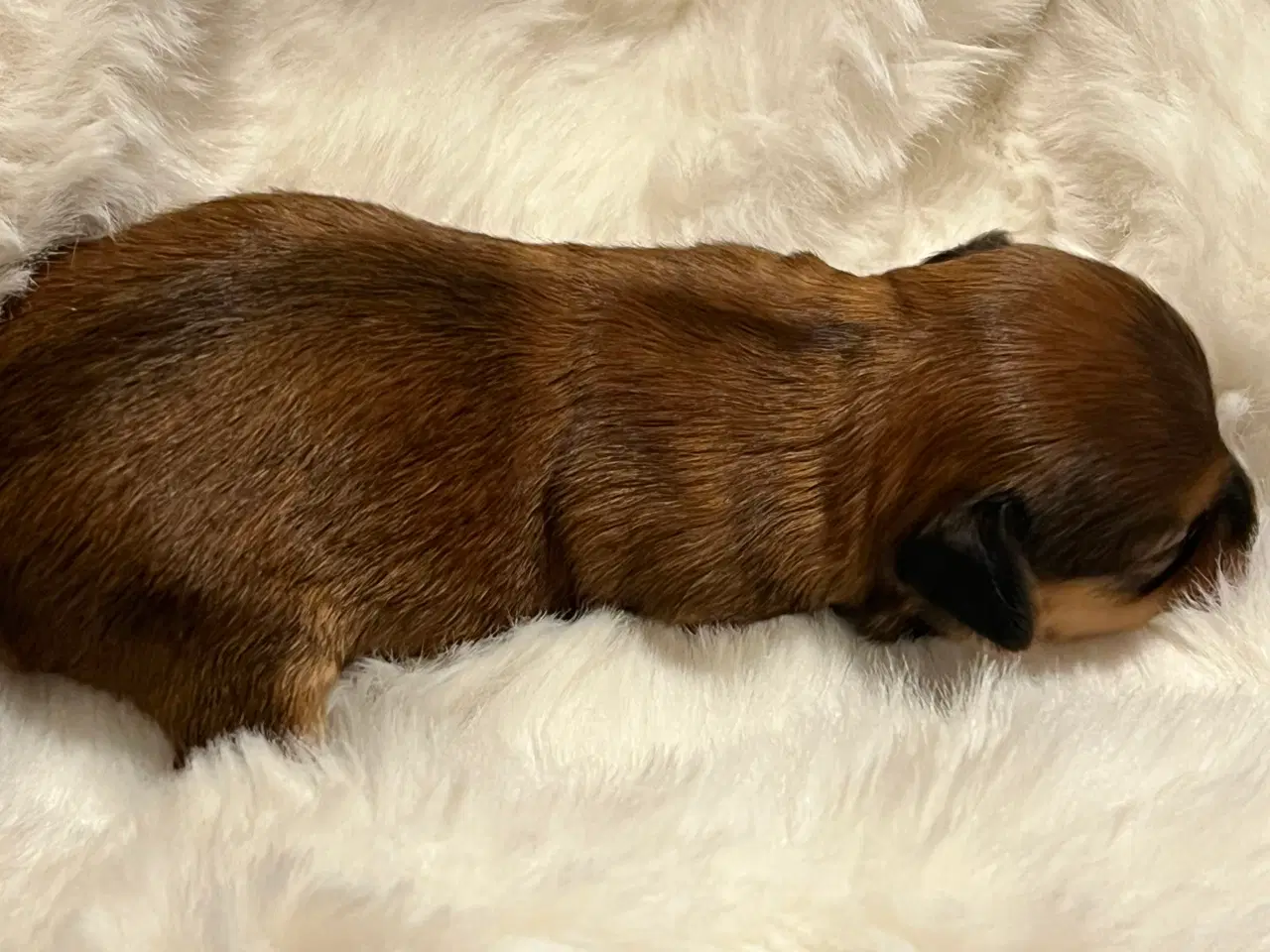 Billede 11 - ❣️Sødeste Bichon Havanais ❣️