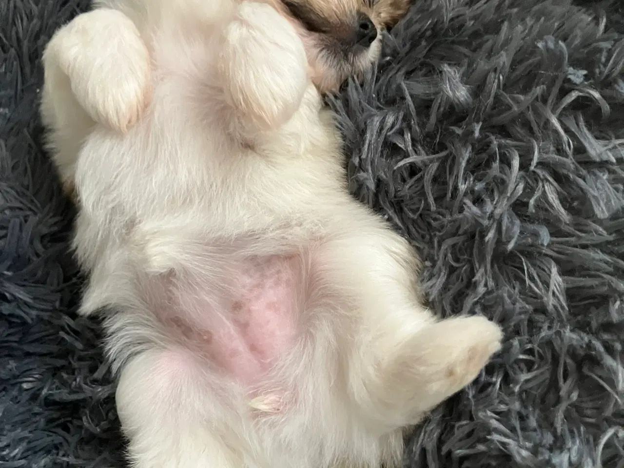Billede 1 - Mini boomer
