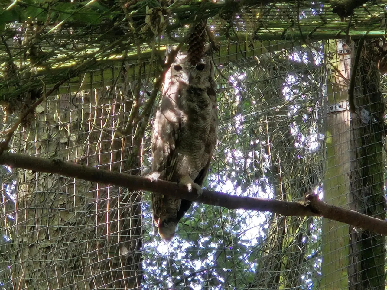 Billede 1 - Grå Hornugle avlspar - Bubo Cinerascens