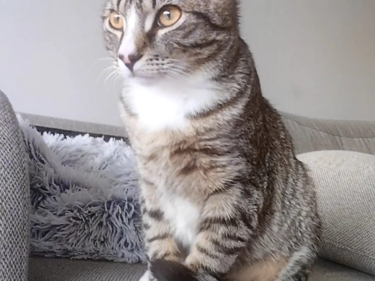 Billede 3 - Søde Pinky søger nyt og trygt hjem