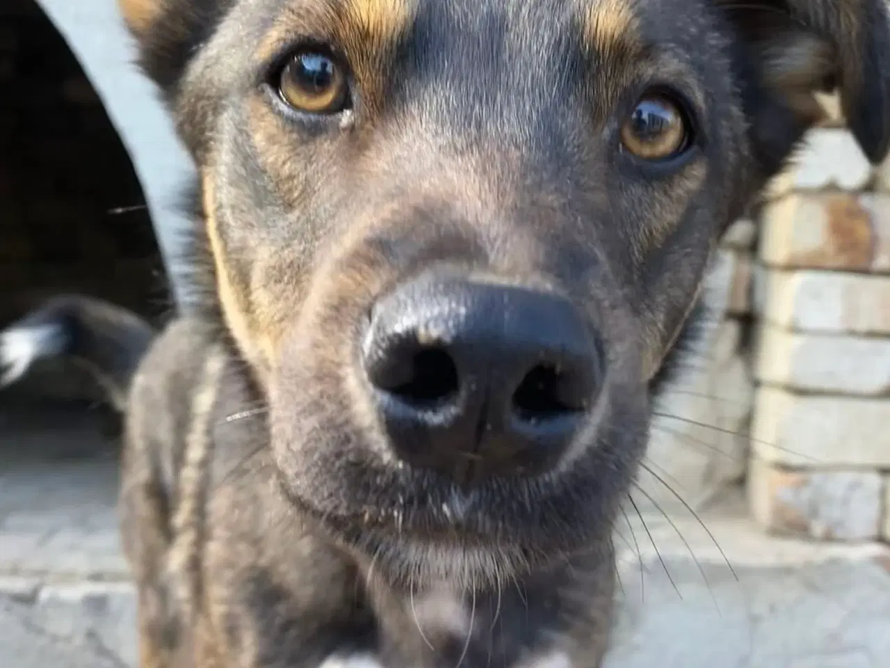 Billede 1 - Søde Edgar søger familie