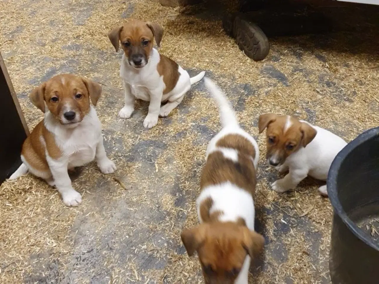 Billede 2 - Jackrossel hunde hvalpe