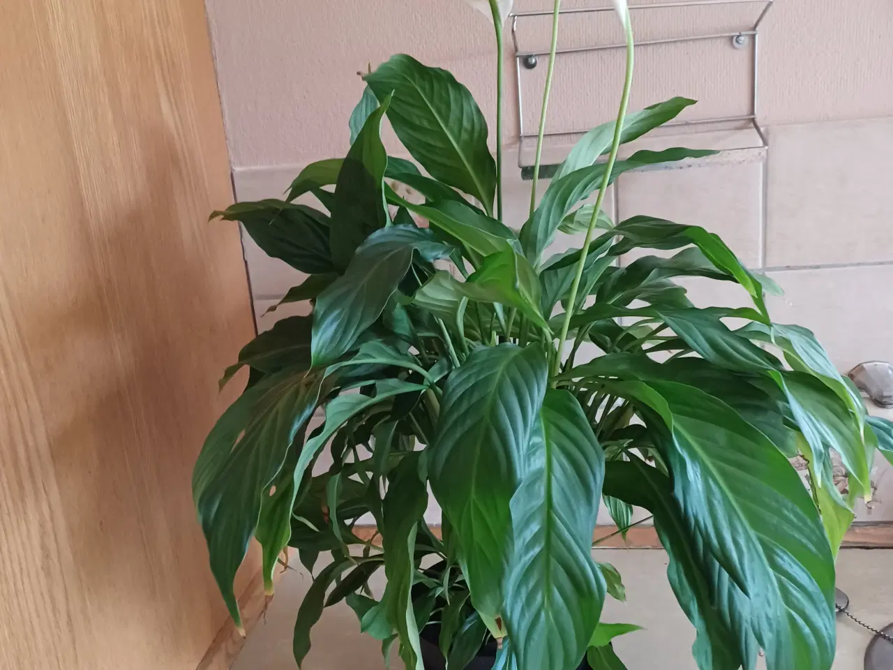 Billede 1 - Fredslilje Spathiphyllum - 70 cm høj