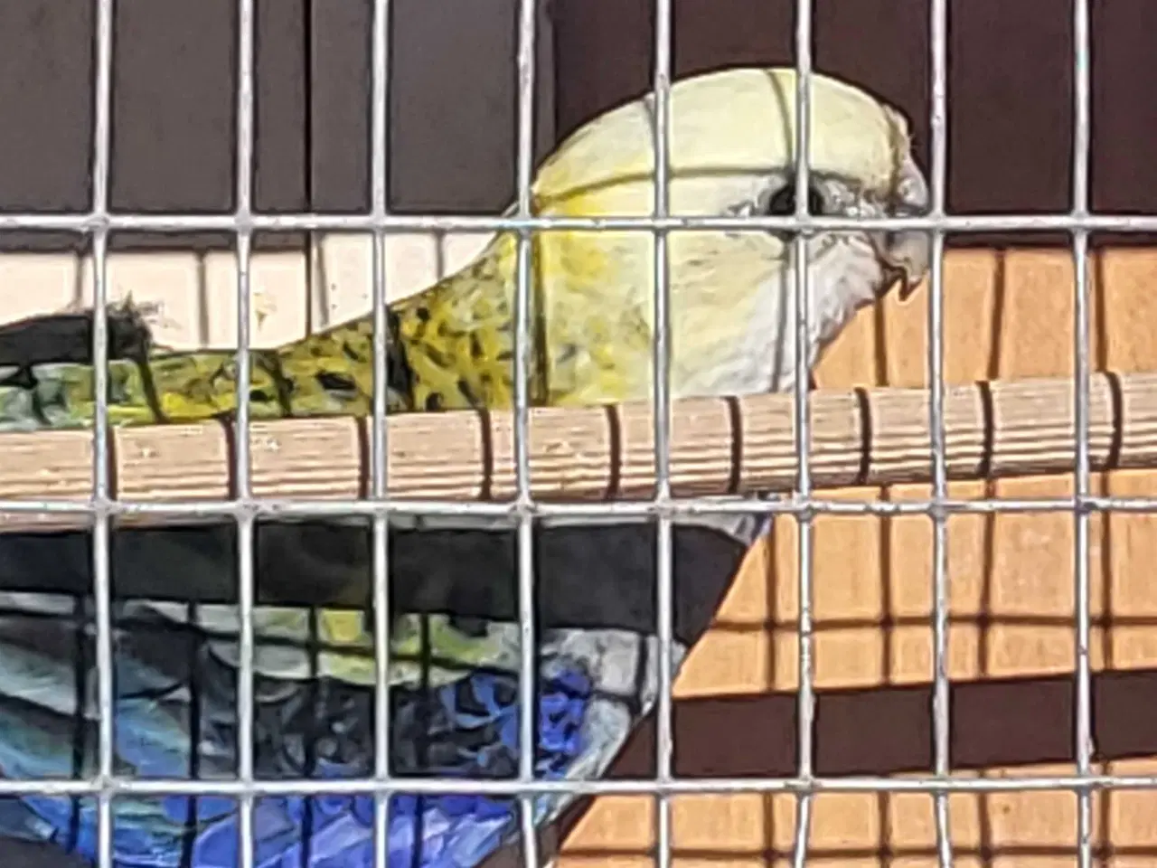 Billede 2 - Blå rossella 