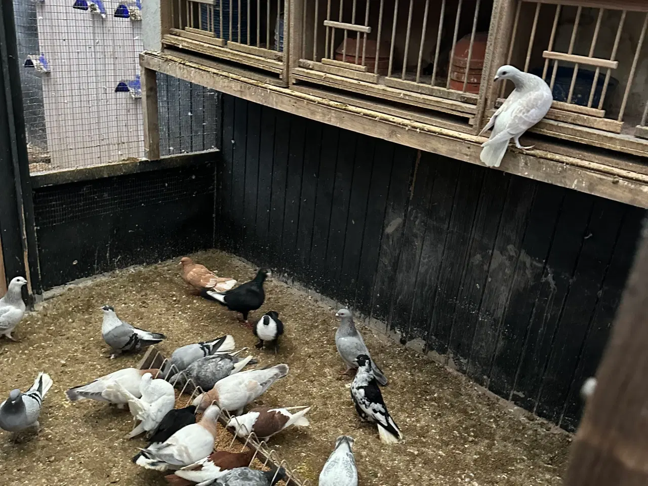 Billede 2 - Mange forskellige Arbisk race due