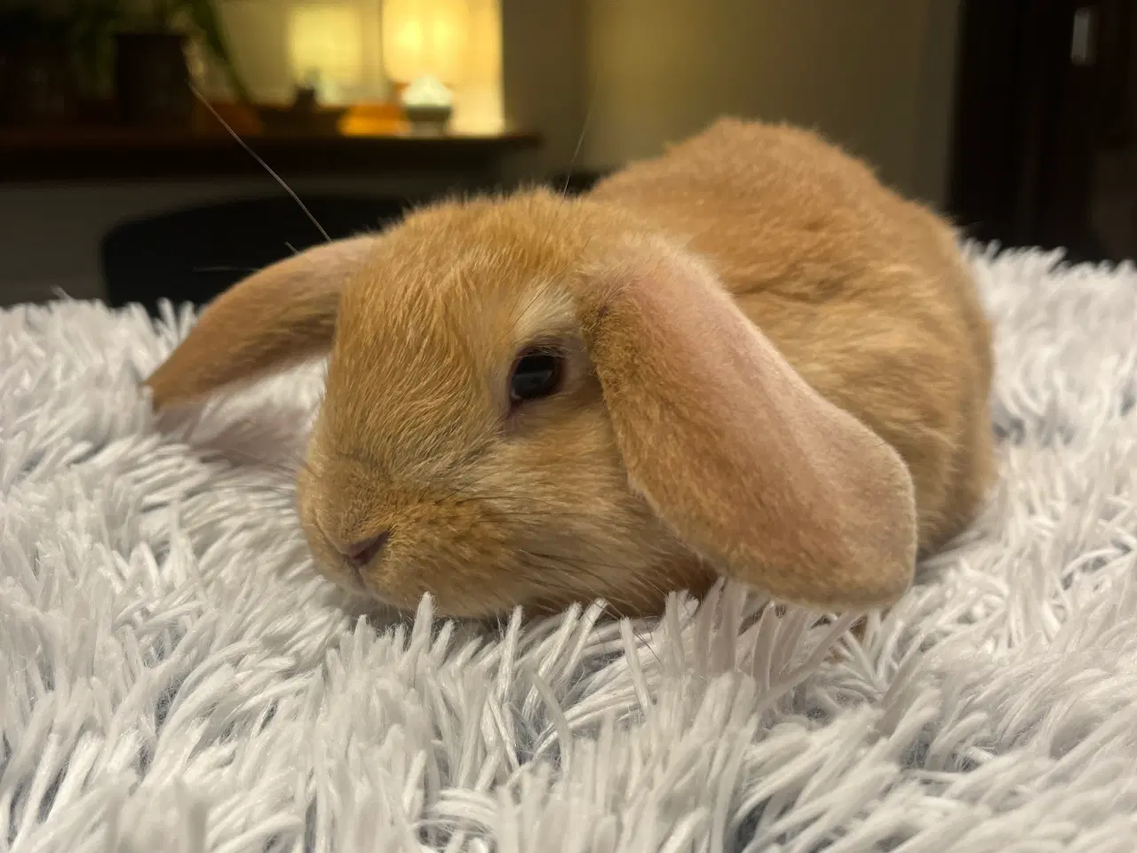 Billede 2 - Blandingskaniner - Fransk Vædder/Løvehoved