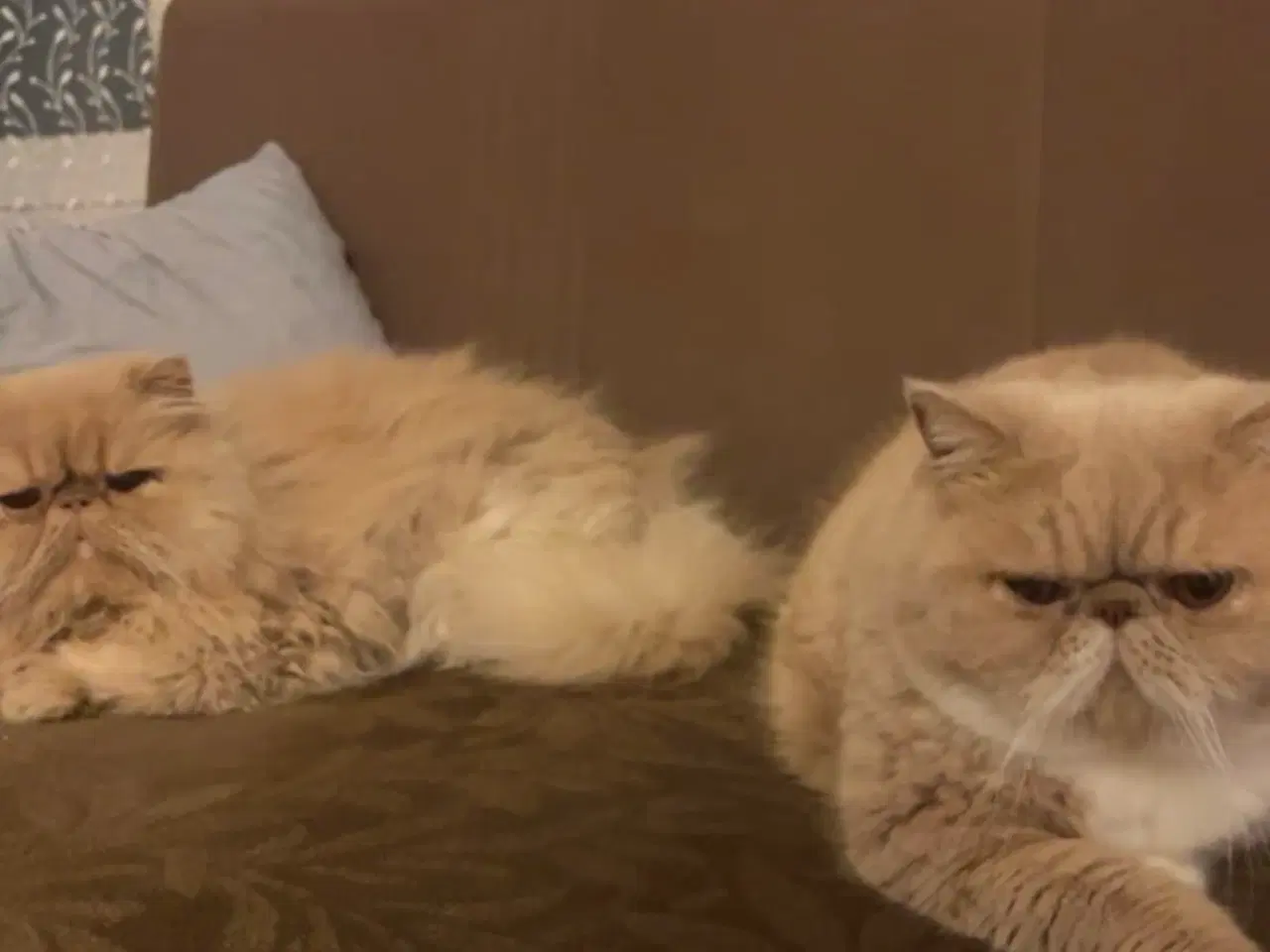 Billede 2 - De to kærligeste perserdrenge søger nye madslave❤️