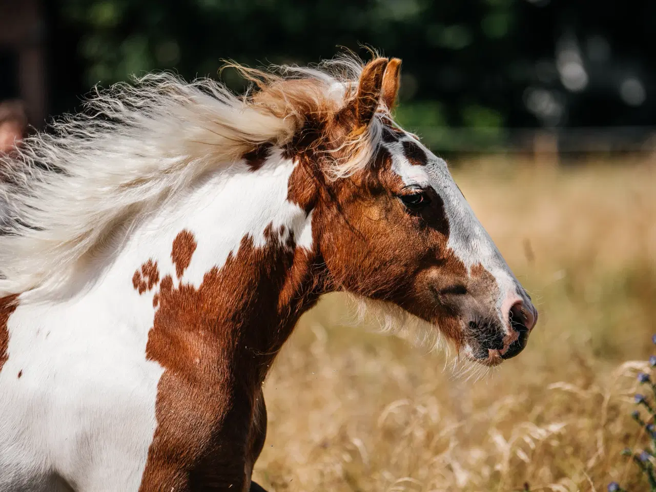 Billede 5 - Smukt Irish cob hingsteføl 