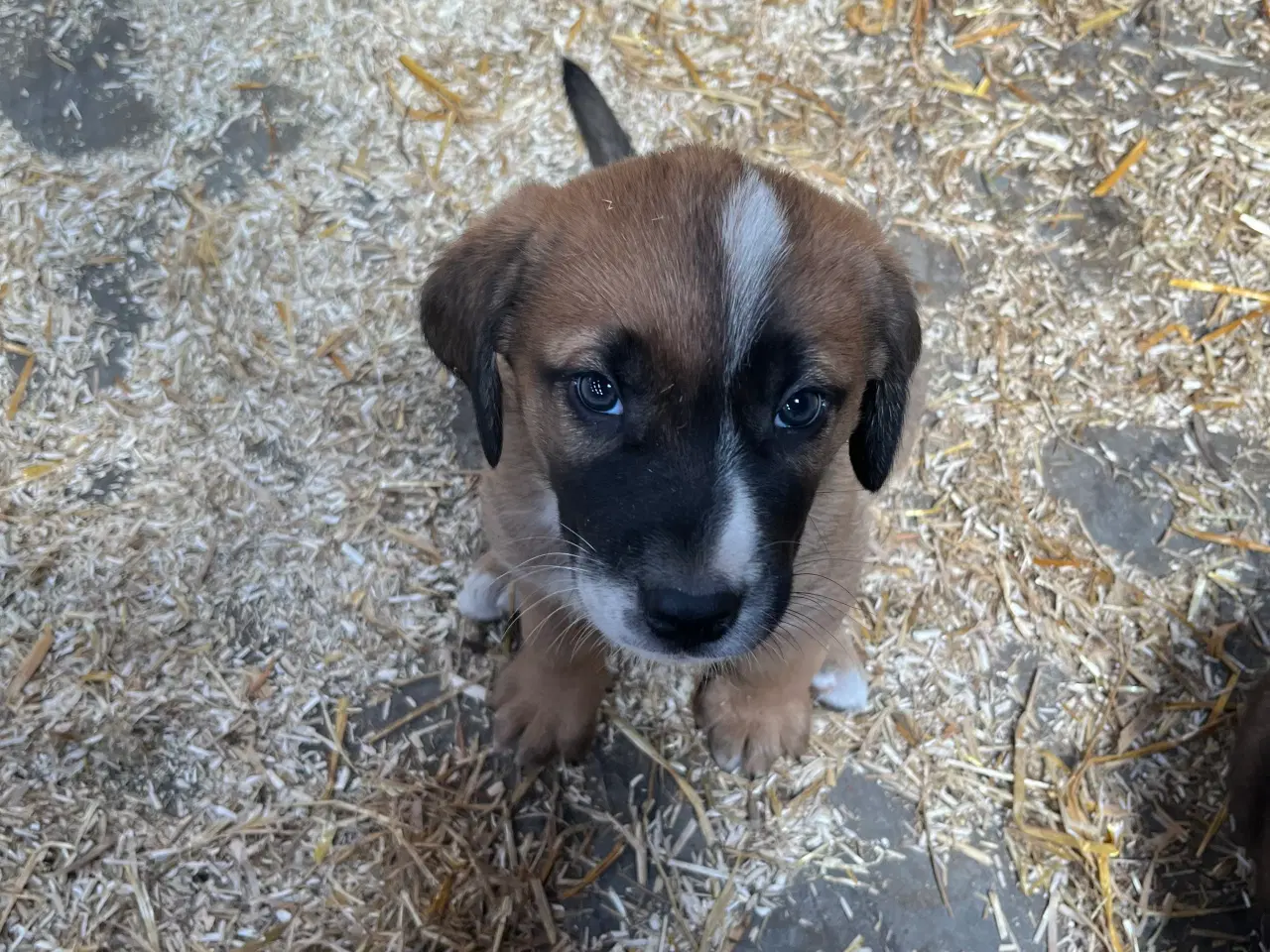 Billede 2 - Hundehvalpe labrador/broholmer/sanktbernhardshund