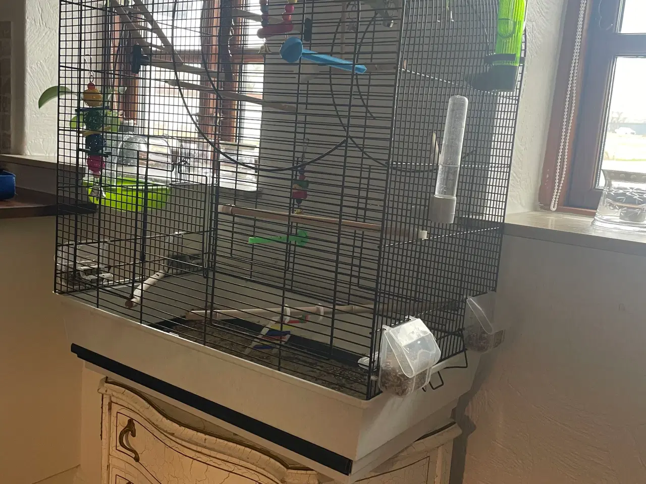 Billede 4 - Dværgpapegøjer m bur  