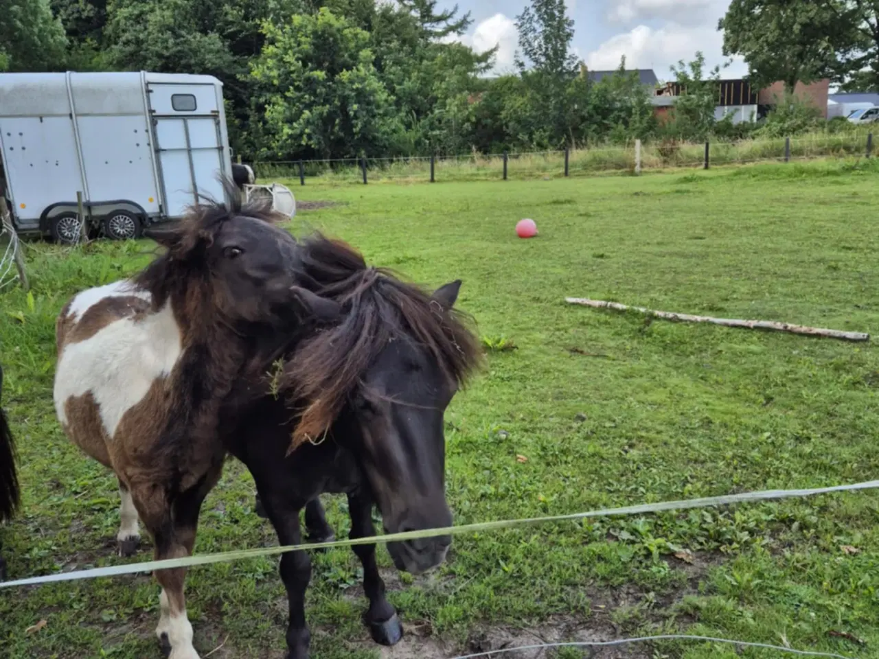 Billede 2 - Shetlænder Hingst