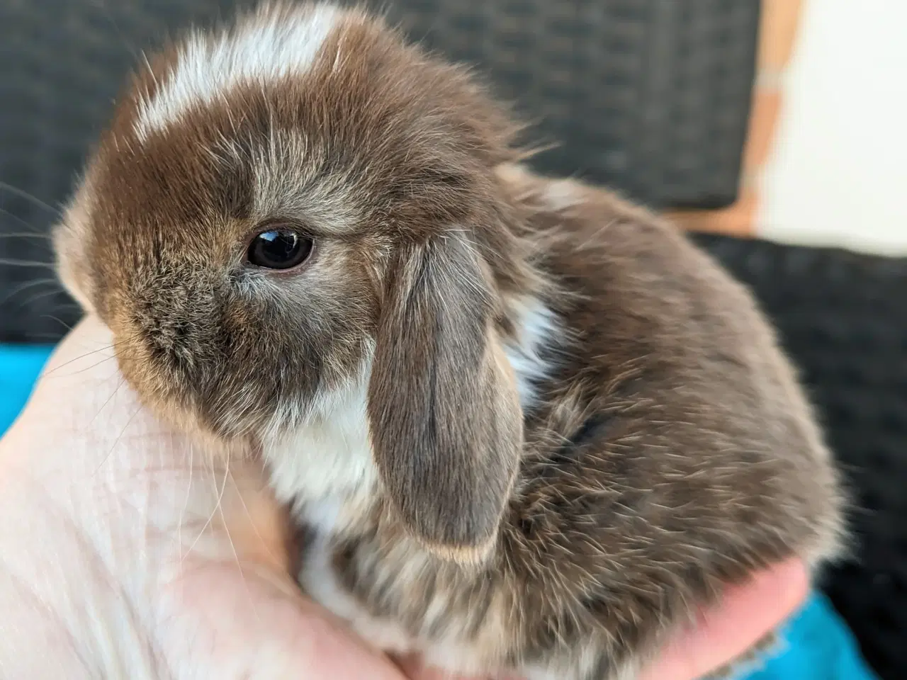 Billede 5 - Minilop kaninunge sælges