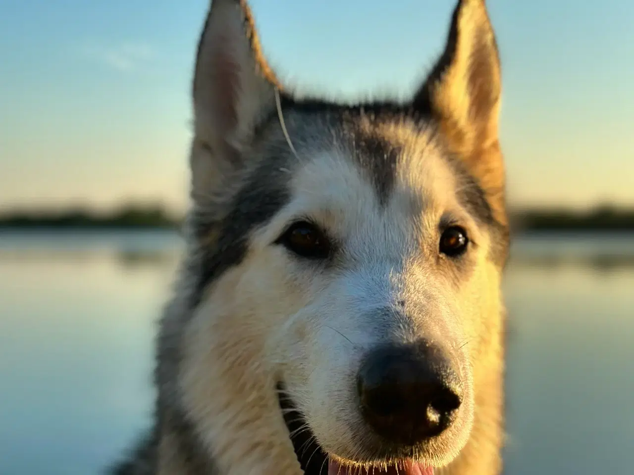 Billede 1 - Han Alaskan Malamute 2 år