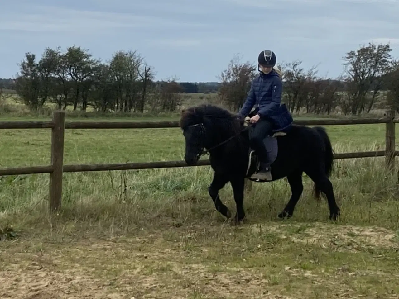 Billede 5 - Skøn turpony søger nyt hjem