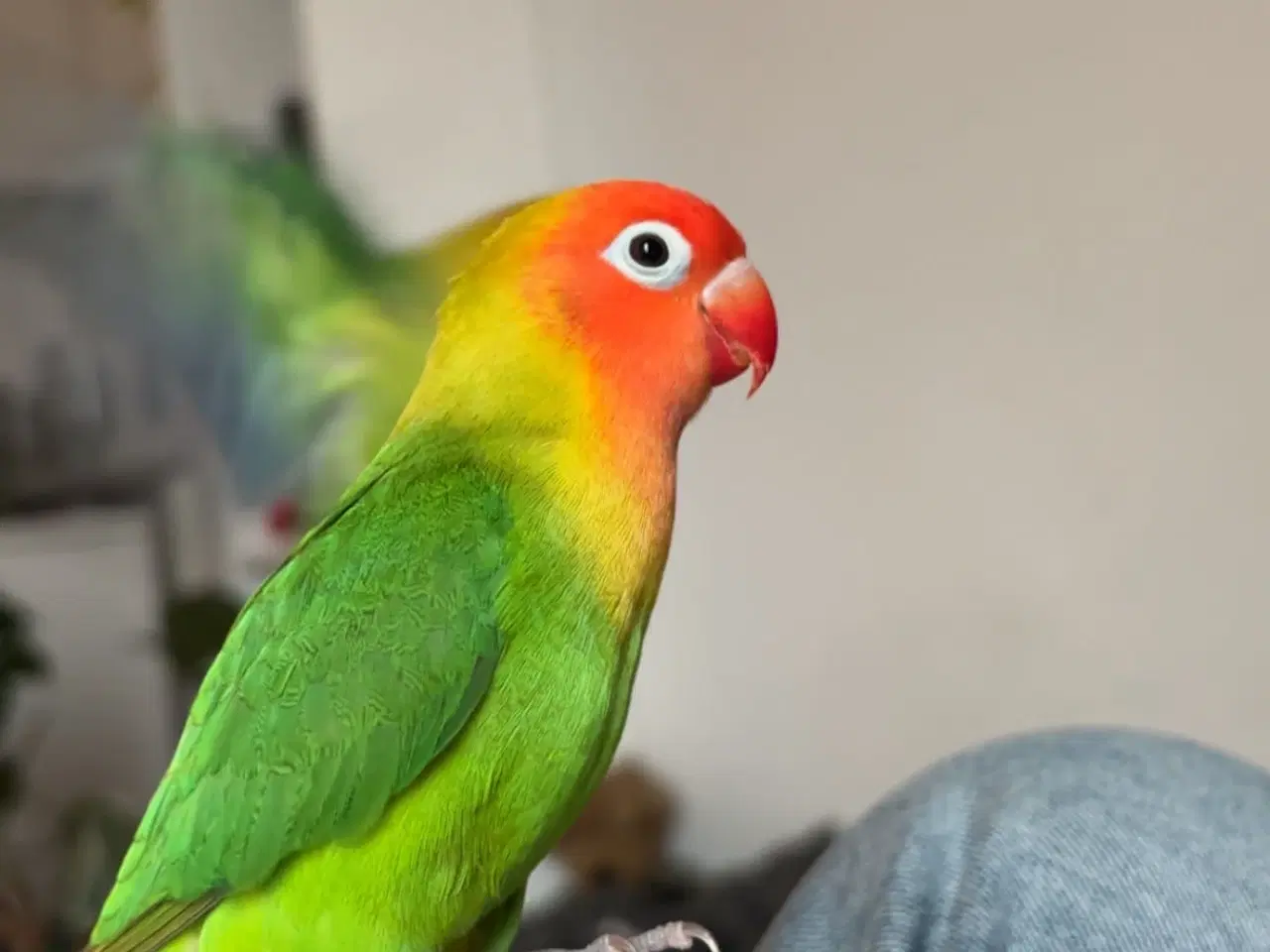 Billede 1 - Jordbærhovedet Dværgpapegøje 