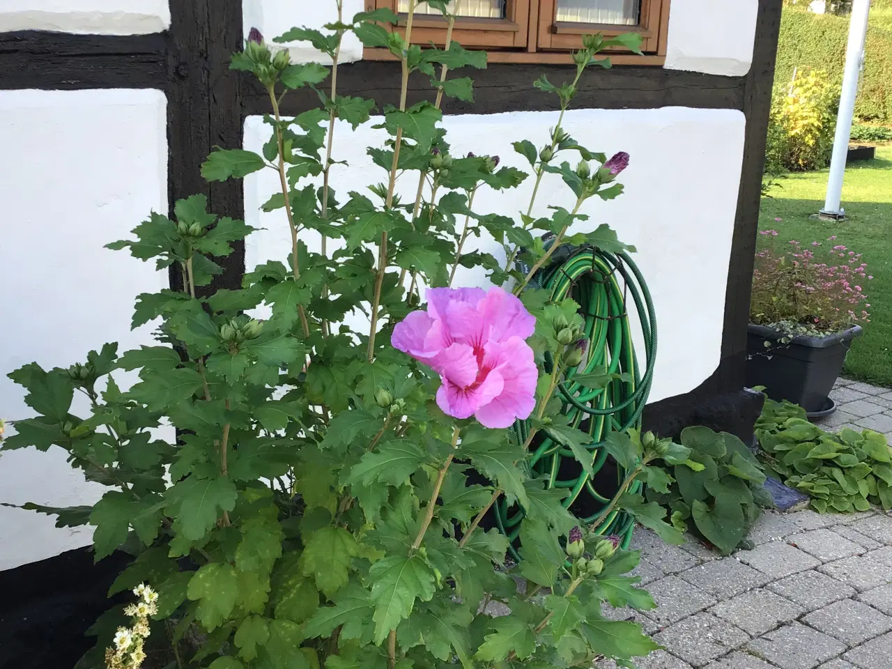 Billede 2 - Hibiscus/Syriske roser