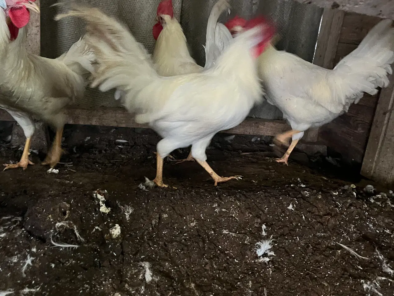 Billede 1 - Hvid italiener