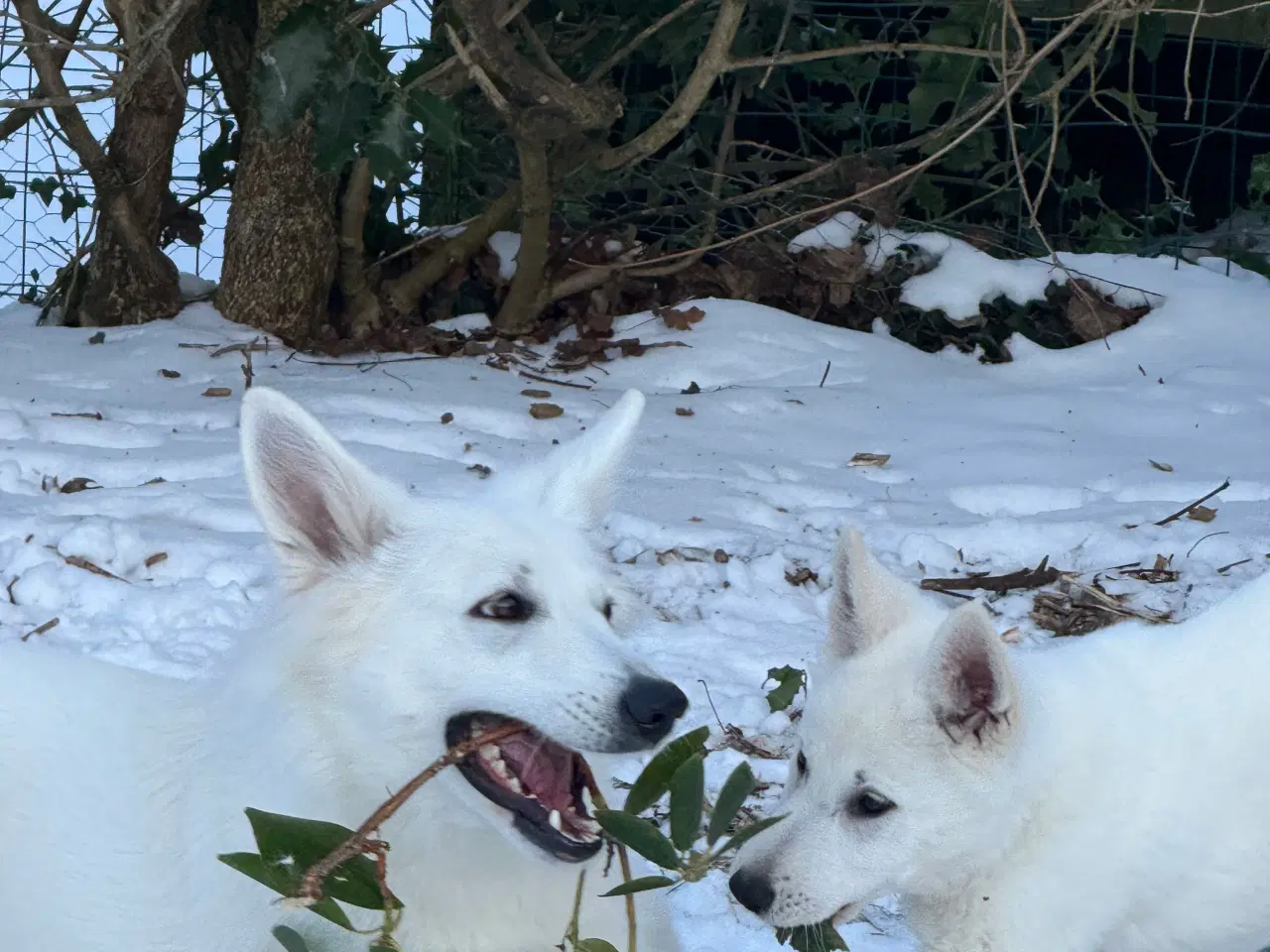 Billede 3 - Lækker hvid bamse 